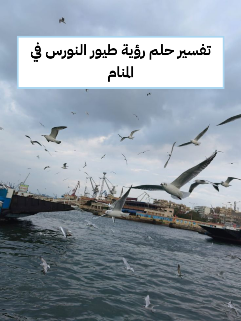 تفسير حلم رؤية طيور النورس في المنام
