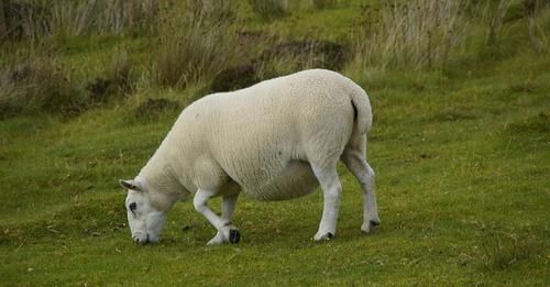 تفسير رؤية النعجة في المنام