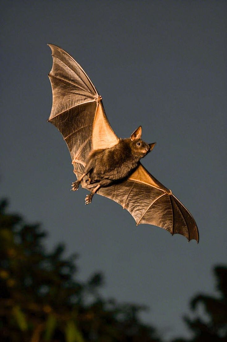 تفسير رؤية الخفاش في الحلم