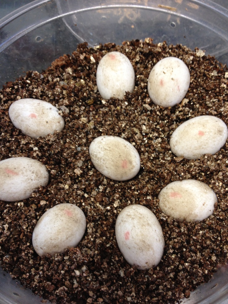 تفسير رؤية بيض الثعبان في المنام