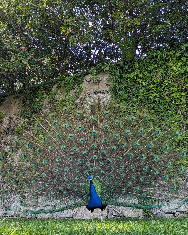 تفسير رؤية الطاووس في المنام