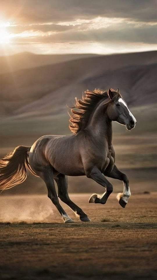 تفسير رؤية الحصان في المنام