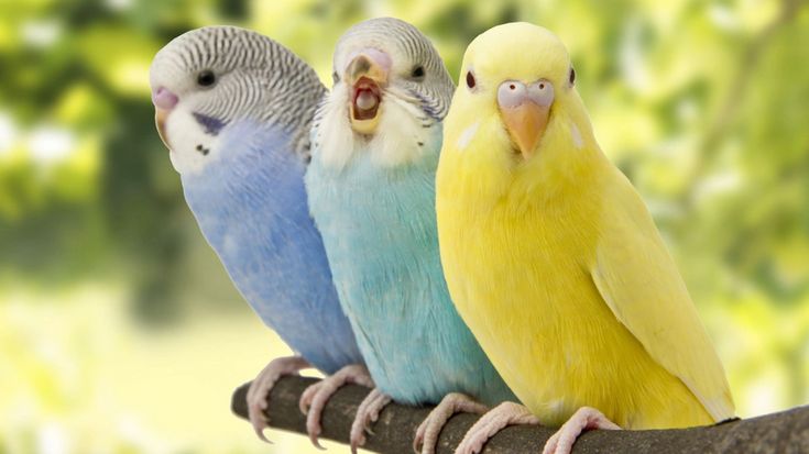 تفسير رؤية العصافير في المنام