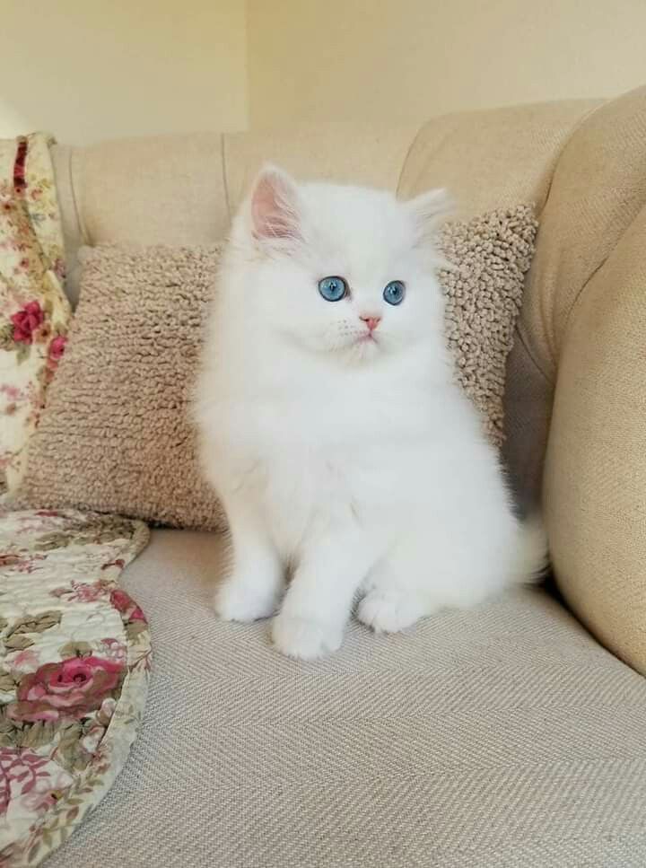 تفسير رؤية القطط في المنام