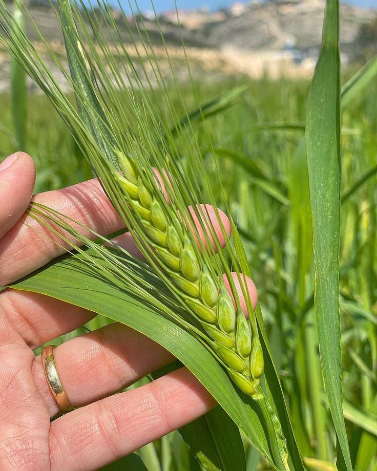 سنابل قمح ذهبية في حقل