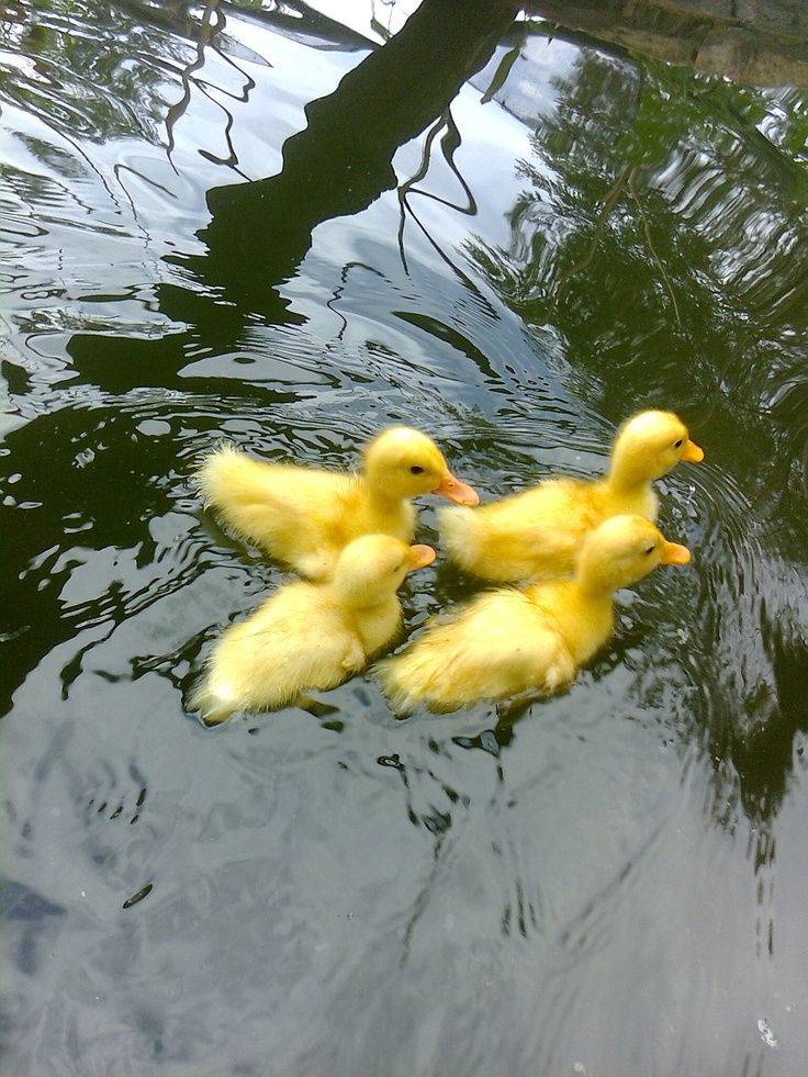 تفسير رؤية البط في المنام