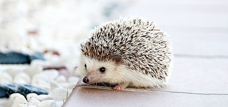 تفسير رؤية القنفذ في الحلم