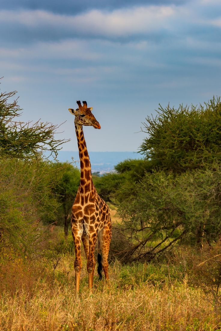 تفسير رؤية الزرافة في المنام
