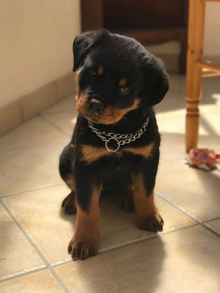 تفسير حلم نباح الكلب