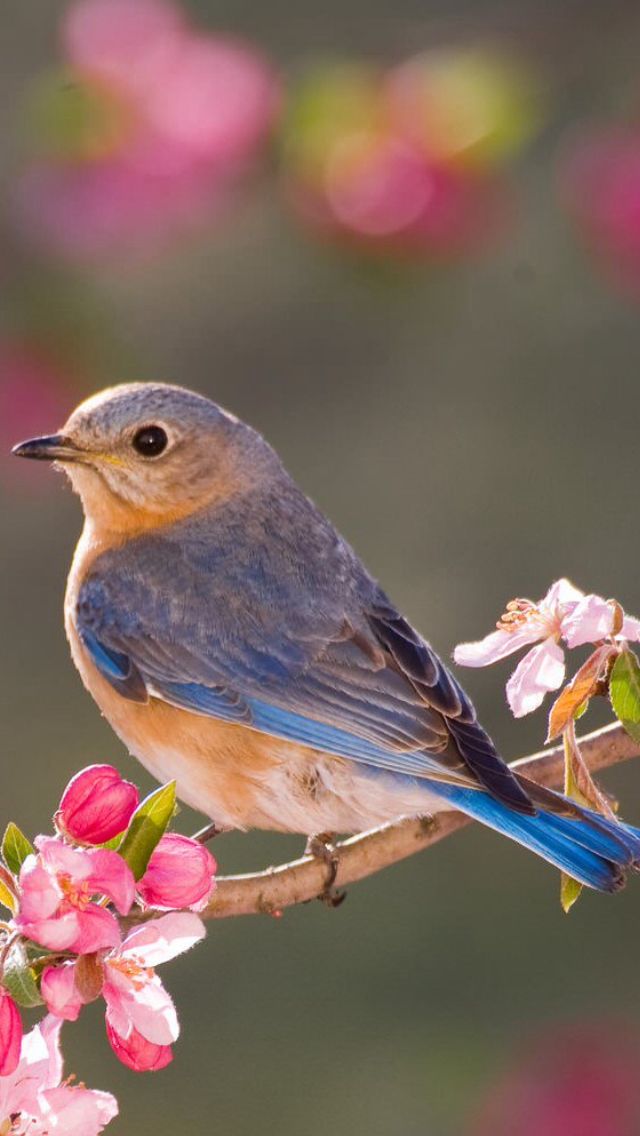 تفسير رؤية العصافير في المنام