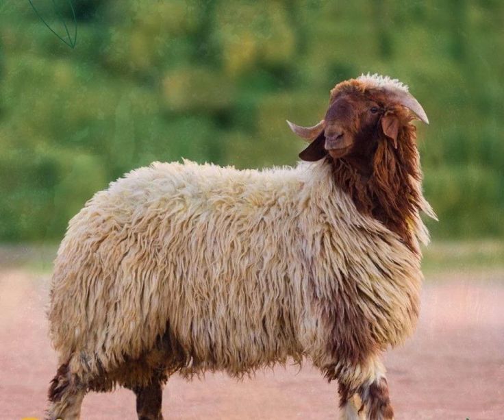 تفسير حلم الخروف في المنام