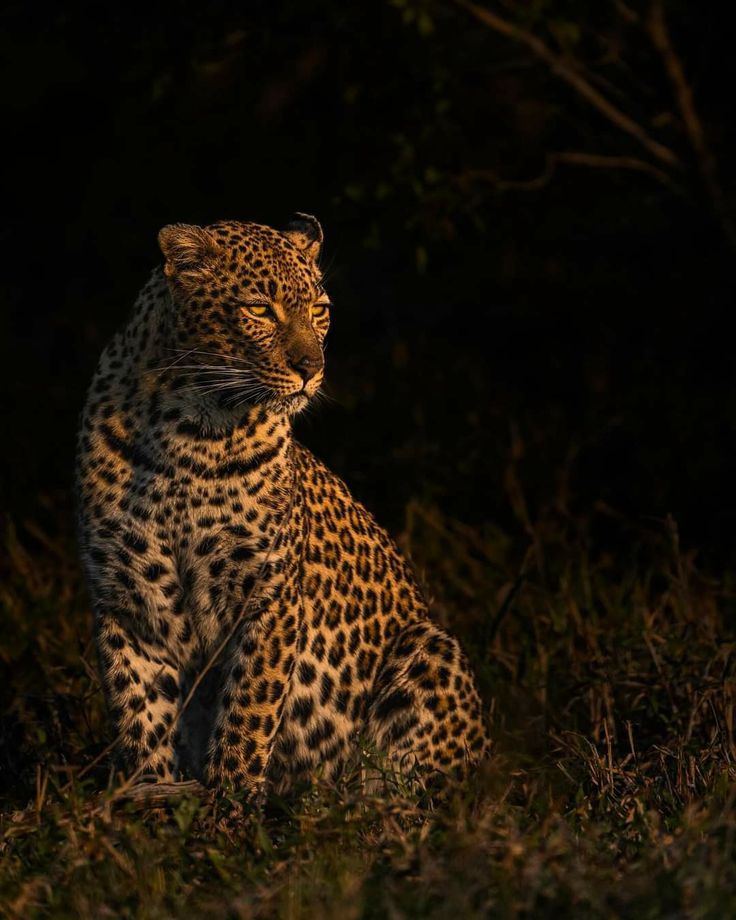 تفسير رؤية الفهد في المنام