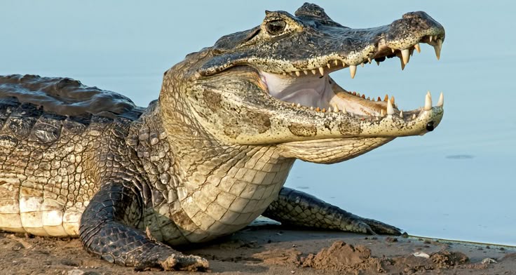 تفسير رؤية التمساح في المنام