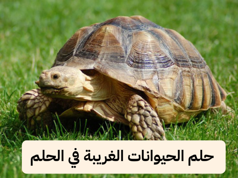 تفسير رؤية حلم الحيوانات الغريبة في الحلم .. أموال وزواج