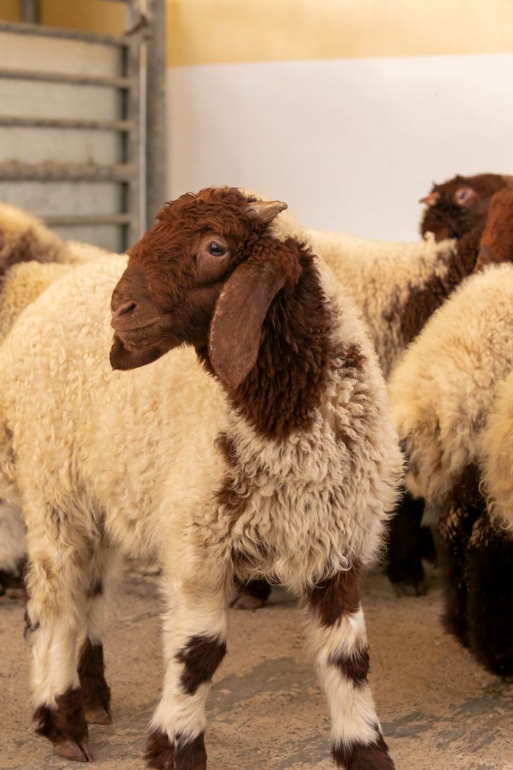 تفسير رؤية الخروف في المنام