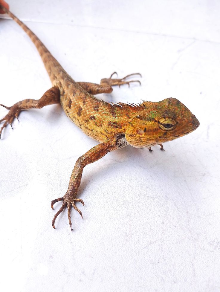 تفسير رؤية البرص في المنام