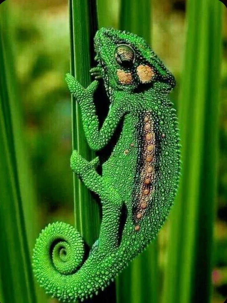 تفسير حلم الحرباء بألوانها المختلفة