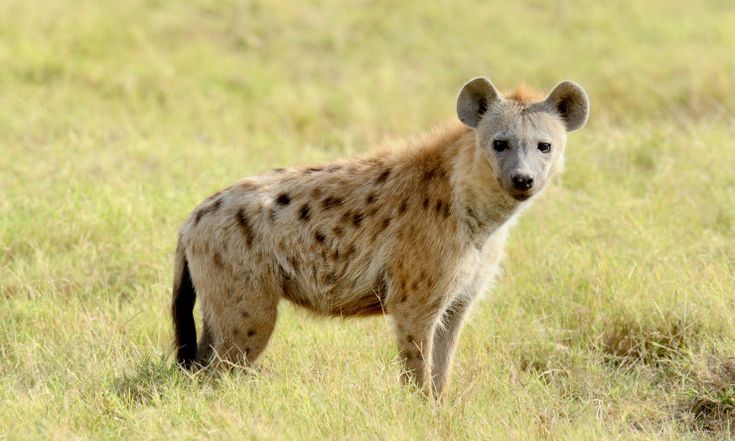 تفسير رؤية الضبع في المنام