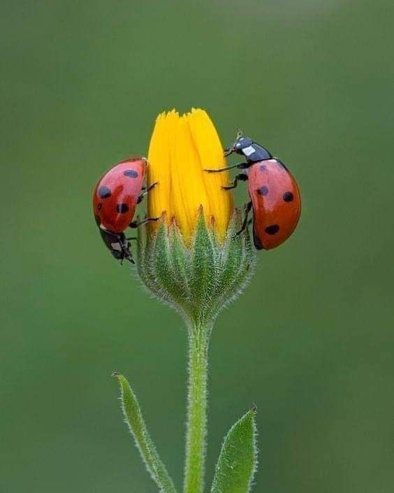 تفسير رؤية الخنفساء في المنام