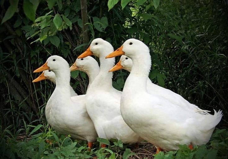 تفسير رؤية الأوز في المنام