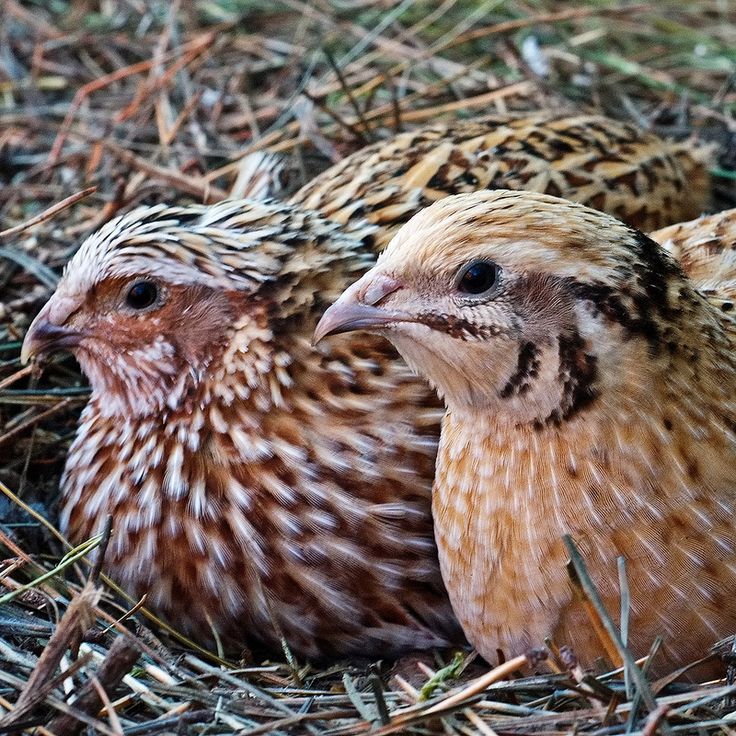 تفسير رؤية طائر السمان في المنام