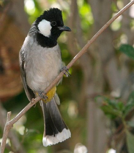 تفسير رؤية البلبل في المنام