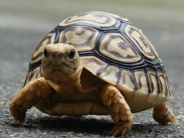 تفسير رؤية السلحفاة في المنام