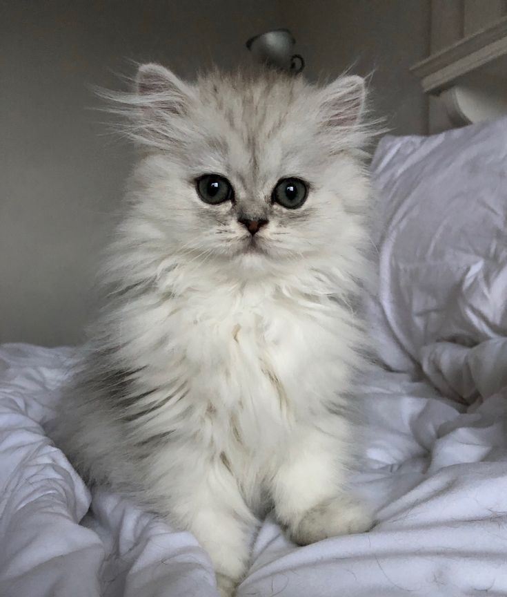 قطط ملونة في المنام