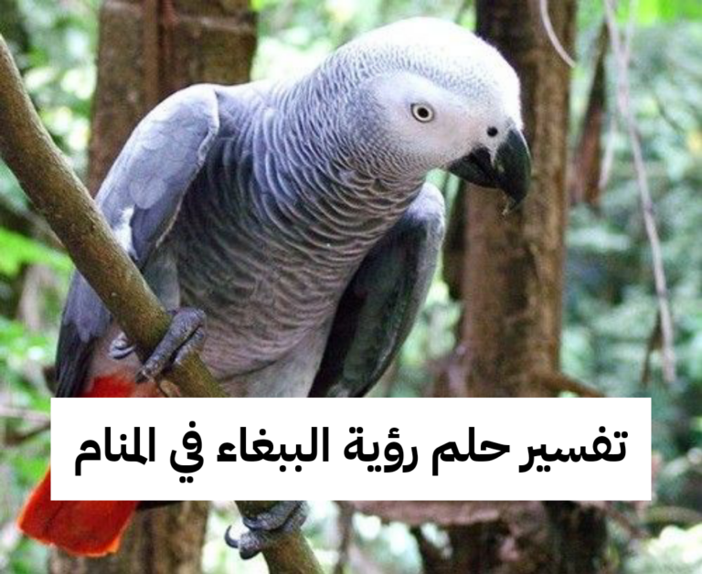 تفسير حلم رؤية الببغاء في المنام
