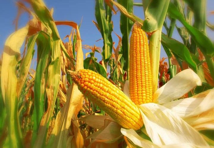 تفسير حلم الذرة في المنام