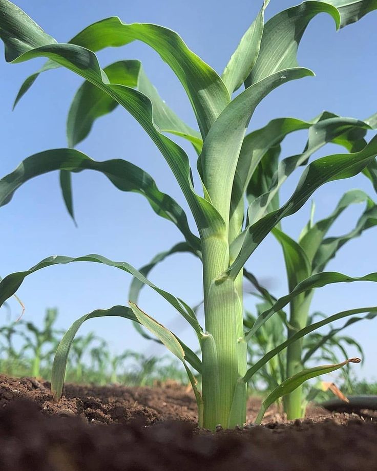 تفسير رؤية الزرع في المنام