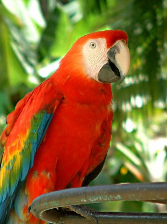 تفسير رؤية الببغاء في المنام