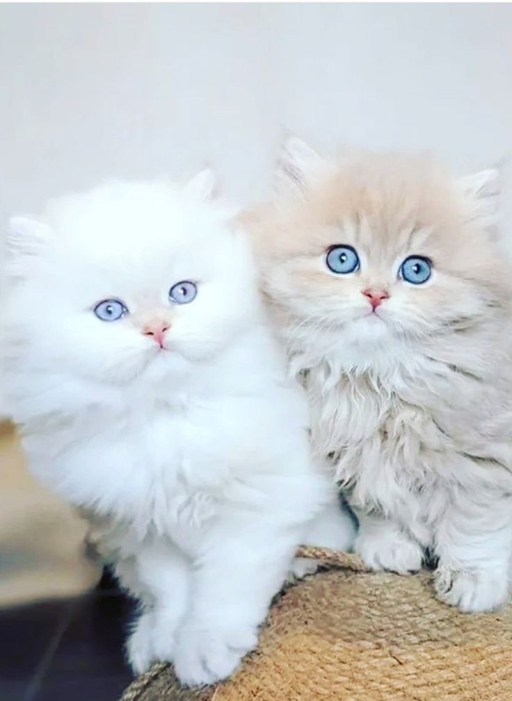 تفسير حلم القطط في المنام