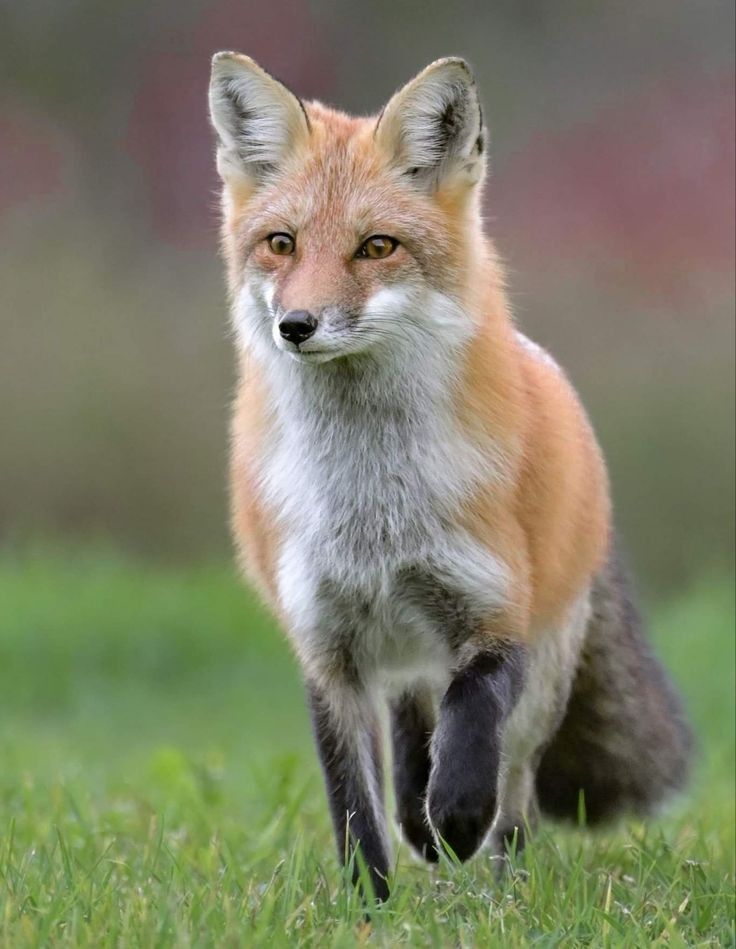 تفسير رؤية الثعلب في الحلم