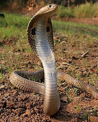 تفسير حلم الأفعى