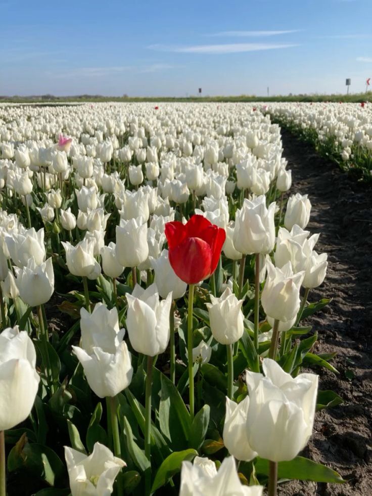 تفسير حلم البستان