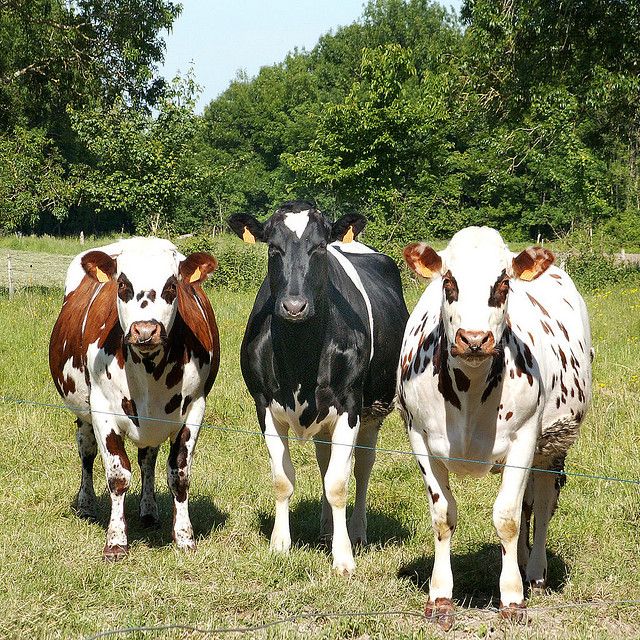 تفسير رؤية العجل في المنام