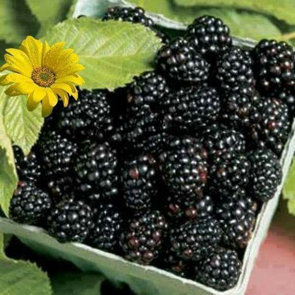 تفسير رؤية التوت في المنام