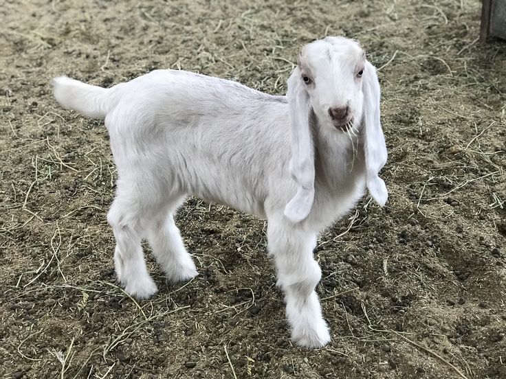 تفسير رؤية الماعز في الحلم