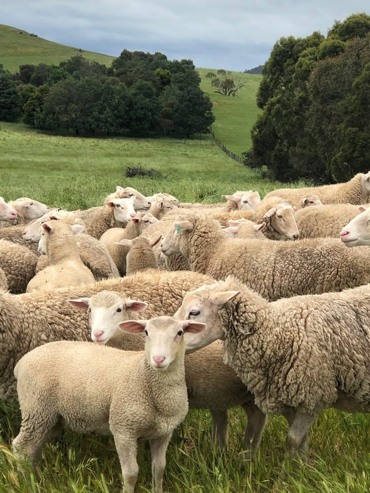 تفسير حلم الغنم في المنام