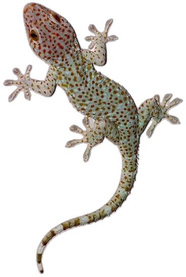 تفسير رؤية الوزغ في المنام