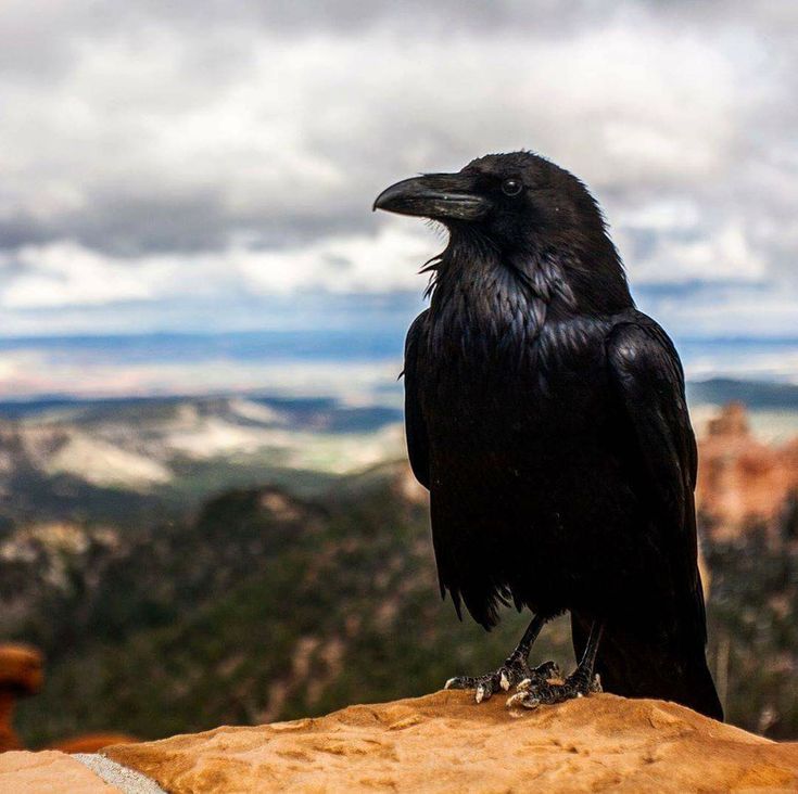 تفسير حلم الغراب في المنام