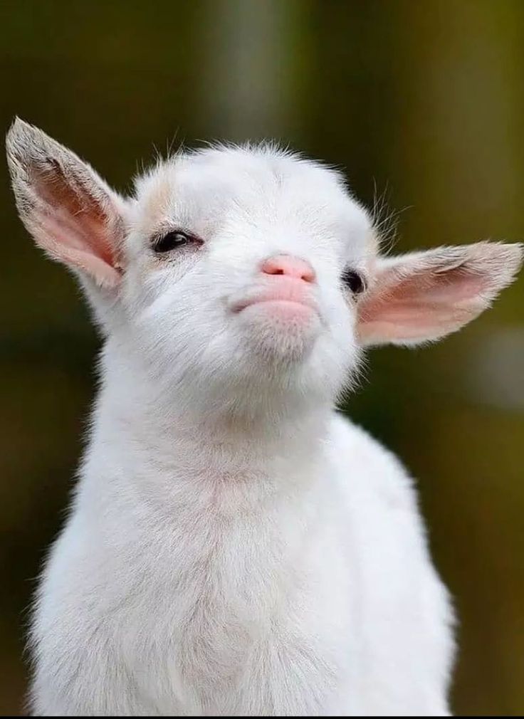 تفسير رؤية الماعز في المنام