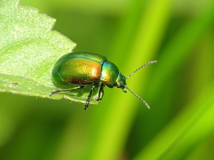 تفسير حلم الخنفساء في المنام