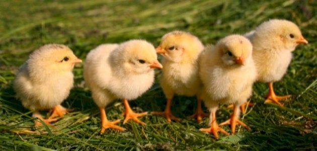 تفسير حلم الكتكوت