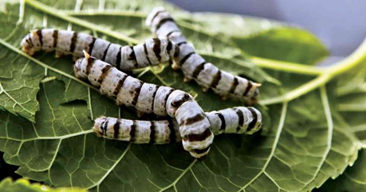 تفسير رؤية الديدان في الحلم