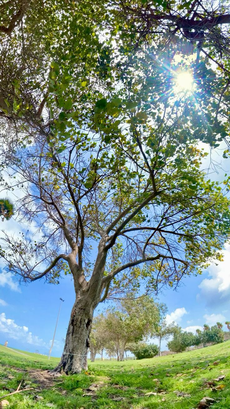 تفسير رؤية الشجر في المنام