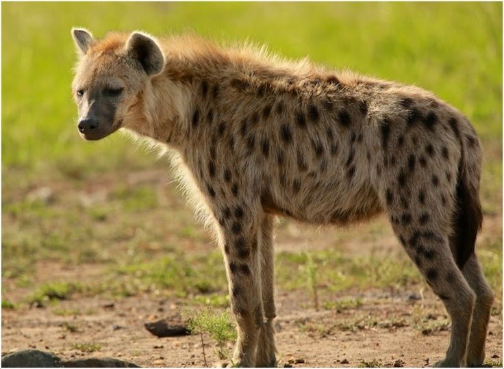 تفسير رؤية الضبع في الحلم