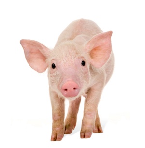 تفسير حلم الخنزير