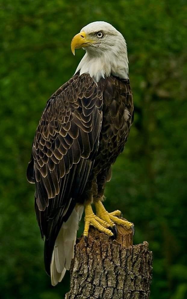 تفسير رؤية النسر في المنام